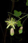 Yellow passionflower